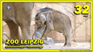 ? ZOO LEiPZiG • Baby Elefant, Rani, Voi Nam, Don Chung & Co / Travel - Слоненок - зоопарк - Animals