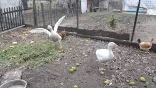Супер видео Переполох в курятнике Такса гоняет курок  и гусей Шок у курок и гусей