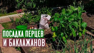 ПЕРЕЦ И БАКЛАЖАН ? Посадка в открытый грунт / Садовый гид