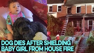 Dog SAVES Life of Little Girl From House Fire by LYING on Top of Her Body
