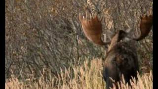 Загадки лосей / Mysteries Of The Moose / 2007 /