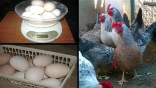 КАК ПОВЫСИТЬ ЯЙЦЕНОСКОСТЬ У КУР ЗИМОЙ. 4 СПОСОБА. Делюсь секретами