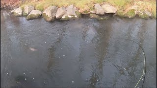 Slow Days, QUALITY TROUT! Rare Trout Captured + MUCH MORE! ( Winter Fly Fishing Troubles! )