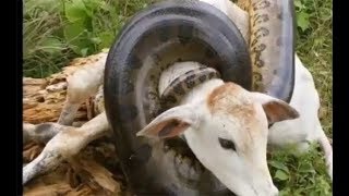 snake kill |New born cow|