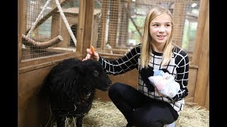 МОЙ БАРАШЕК ШОН