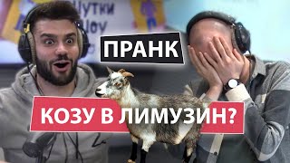 Тёма попытался затащить козу в лимузин. Розыгрыш по телефону