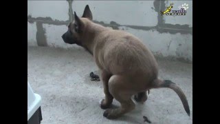 Дрессировка собак. Как ПРИУЧИТЬ ЩЕНКА К ТУАЛЕТУ