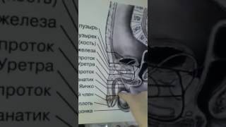 моче-половая система 2