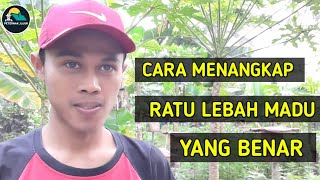 Cara Menangkap Ratu Lebah Madu Yang Benar