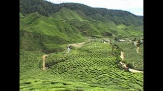 MALAYSIAN BOH TEA PLANTATIONS CAMERON HIGHLANDS