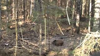 Бесценное богатство земли Шарьинской, Костромская область