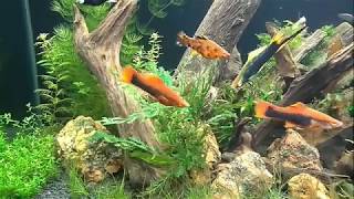 Растения в растворе лимонной кислоты. Избавляюсь от водорослей