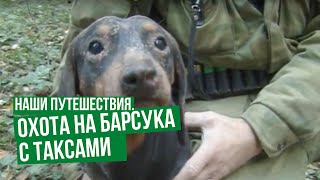 Наши путешествия. Охота на барсука с таксами