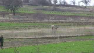 512. Serbia. (18) 11 ч. 06 мин. курцхаар