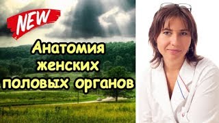 Анатомия женских половых органов