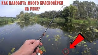 Ловля краснопёрки. Как наловить много краснопёрки на реке?