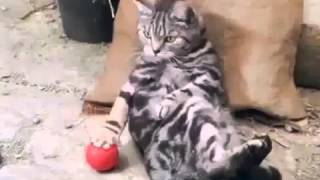 Реклама молока с кошками Funny advertising of milk with cats! Юмор! Прикол! Смех