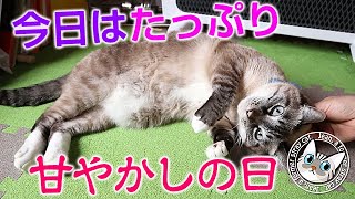 ジャン＆ポンは昨日留守番を頑張ったので甘やかすよ【Jean & Pont 2009】2020/1/26 #保護猫 #凶暴から甘えん坊へ