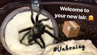 Tarantula Unboxing ~ ONLY ONE IS MINE !!!