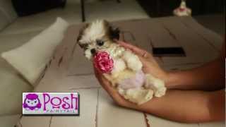 Poshfairytail super tiny  tea cup shih tzu