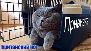 Британский кот у врача. ПРИВИВКА КОТУ/ British cat