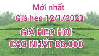 giá heo hơi ngày 12/1/2020. Miền Bắc giá heo hơi tăng nhanh nhất và cao nhất cả nước (mới cập nhật)