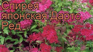 Спирея японская Дартс Ред (dart's red) ? обзор: как сажать, саженцы спиреи Дартс Ред