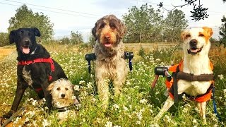 DOGS OF SPAIN: LIFE BEYOND ANIMAL ABUSE. BARCELONA!