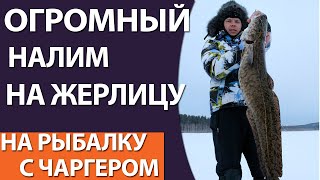 Огромный налим - монстр на жерлицу - проверка жерлиц, оставленных на ночь