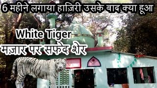 Is Mazar Par Safed Rang Ka Sher Kahan Se Aata hai Dargah Ki Anokhi Karamat