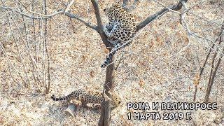 РОНА И ВЕЛИКОРОСС 1 МАРТА 2019 Г.