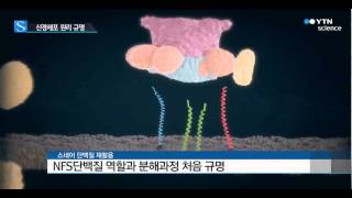 "신경세포 작용 원리 30년 만에 규명" / YTN 사이언스