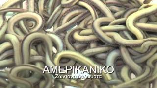 Paris Fishing - Ζωντανά Δολώματα