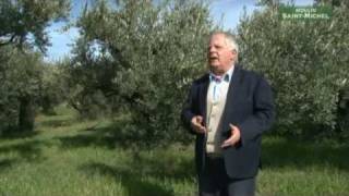 Olive tree cultivation