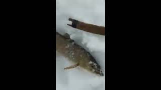 мормышки  и блесна  Стукалки на ленка, гольца и форель,микижу