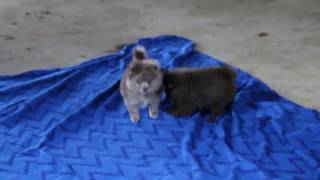 Pomeranian Puppies For Sale