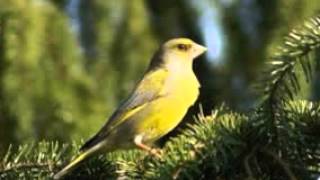 ΦΩΝΕΣ ΓΙΑ ΔΑΣΚΑΛΕΜΑ φλώρος carduelis chloris