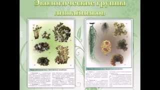 Лишайники