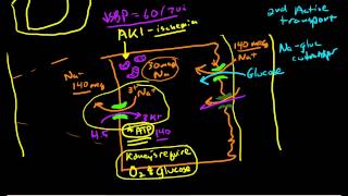 Renal Physiology: Reabsorption and Excretion