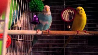 Yellow and blue parakeet Record it with iPhone 4 GS
