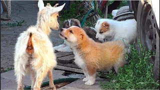 Любопытные щенки Алабая (среднеазиатской овчарки). Curious puppies of the Central Asian Shepherd.
