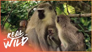 Street Monkeys - Mating Season [Documentary Series] | Real Wild