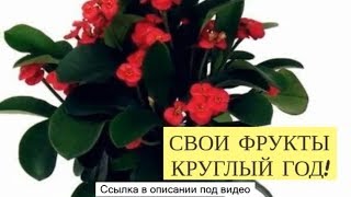 Экодар Растения Отзывы