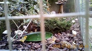 Boeroendoeks samen met tropische vogels.
