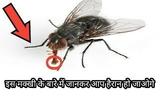 मक्खी भगाने के महत्वपूर्ण जानकारी देख कर आप हैरान हो जाओगे makkhi bhagane ka tarika /makkhi