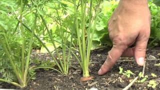 The Garden Minute: When to Harvest Carrots