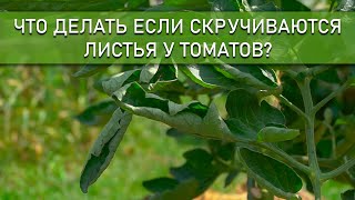 Если увидели такие листья у томатов – срочно спасайте его!