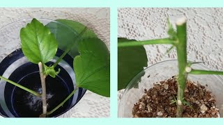?УКОРЕНЕНИЕ ЧЕРЕНКОВ ГИБИСКУСА./Как проходит укоренение черенков гибискуса. Прошло 2 месяца.