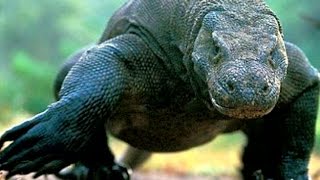 Самые опасные животные мира - Интересно –Сильные хищники – Опасные змеи.