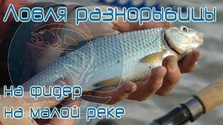 Ловля густеры и ельца весной на фидер видео : Рыболовный дневник
